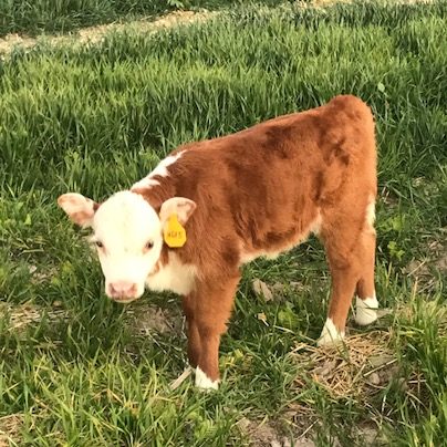 Narrow Gate Miniature Herefords – Miniature Hereford Cattle Bred by The ...