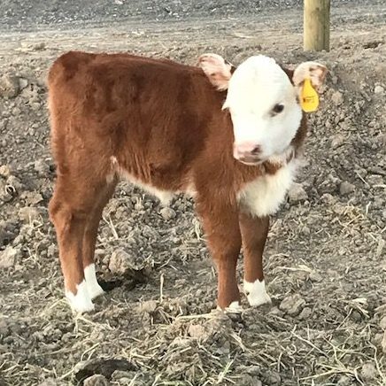 Narrow Gate Miniature Herefords – Miniature Hereford Cattle Bred by The ...